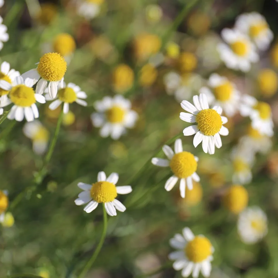 Chamomile (Roman) Hydrosol (Anthemis Nobilis)