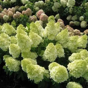 Moonrock Hydrangea