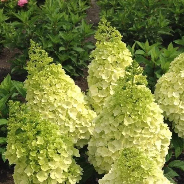 Moonrock Hydrangea