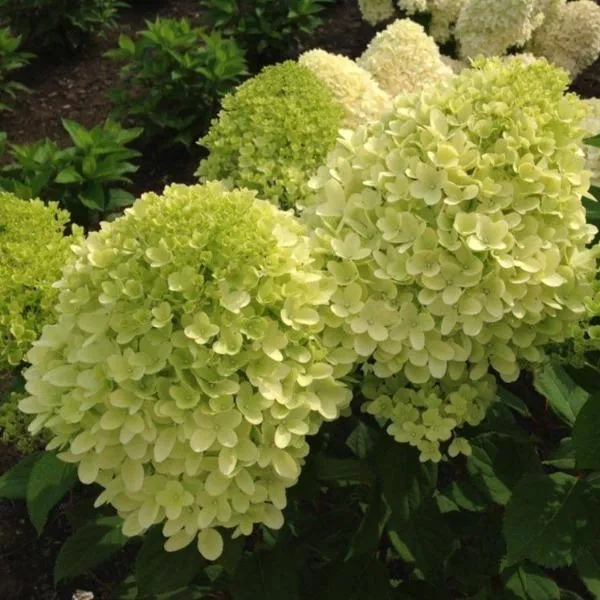 Moonrock Hydrangea