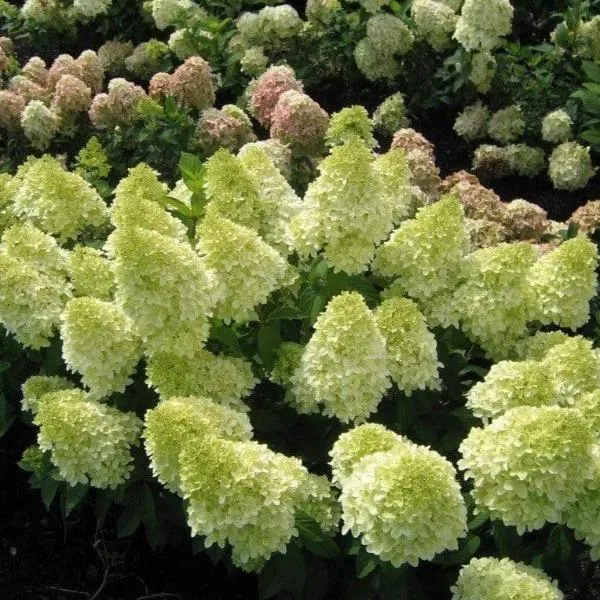 Moonrock Hydrangea