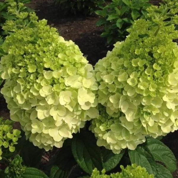 Moonrock Hydrangea